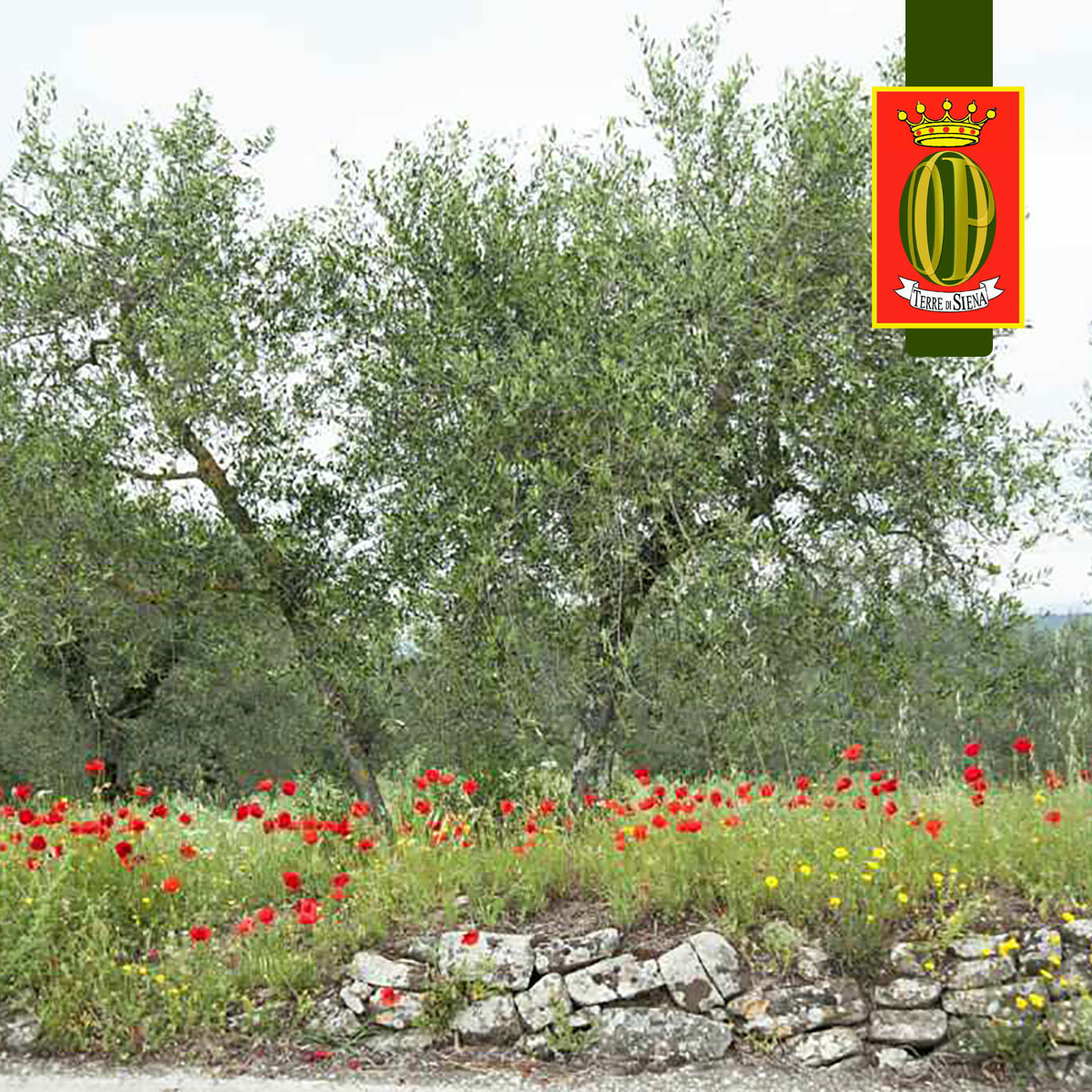 Olio extravergine di oliva Terre di Siena DOP